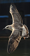 juvenile LBBG, ringed in the Netherlands.